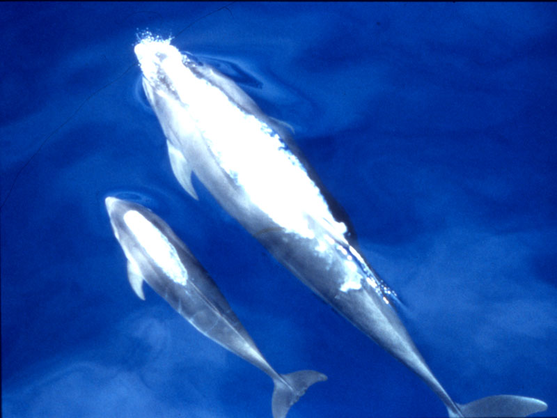 two bottlenose dolphins