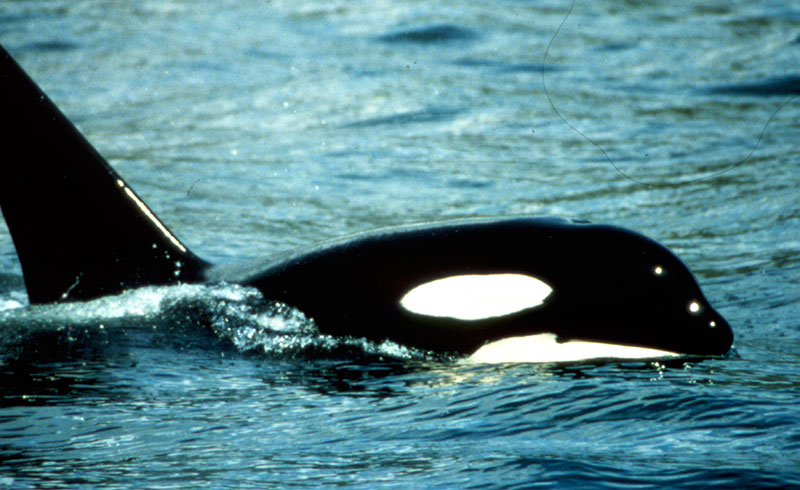 southern resident killer whale