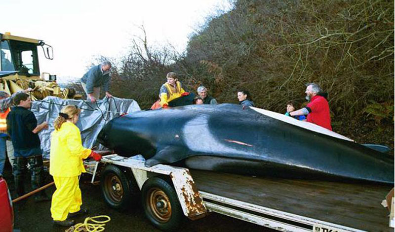 Dr. Norman assisting with killer whale stranding in 2001