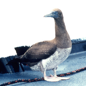 juvenile brown booby