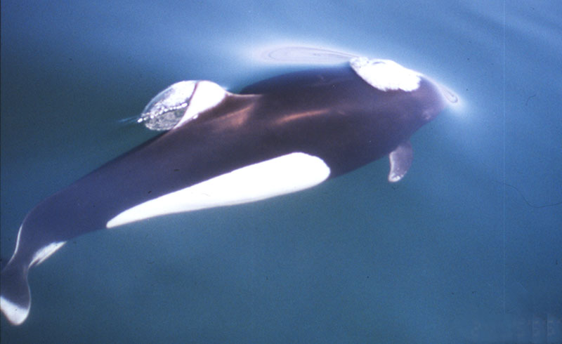 Dall's porpoise