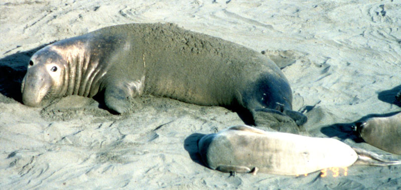 northern elephant seal