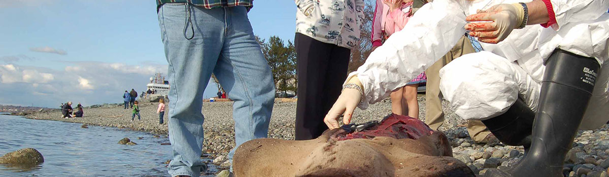 Dr. Norman performing a necropsy on a stranded sea lion